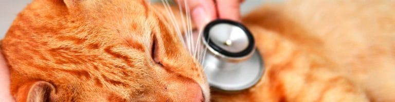 blog-cardiacos