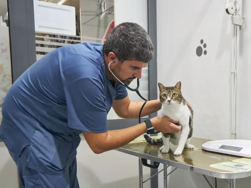 Animalons-Clinica-Veterinaria-Amposta-87