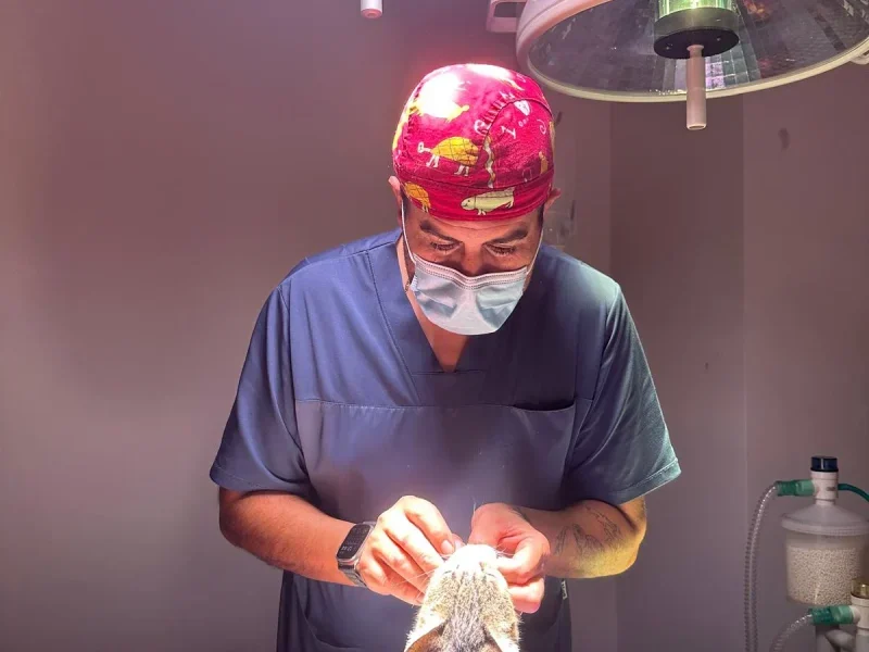 Animalons-Clinica-Veterinaria-Ulldecona-Cirurgia