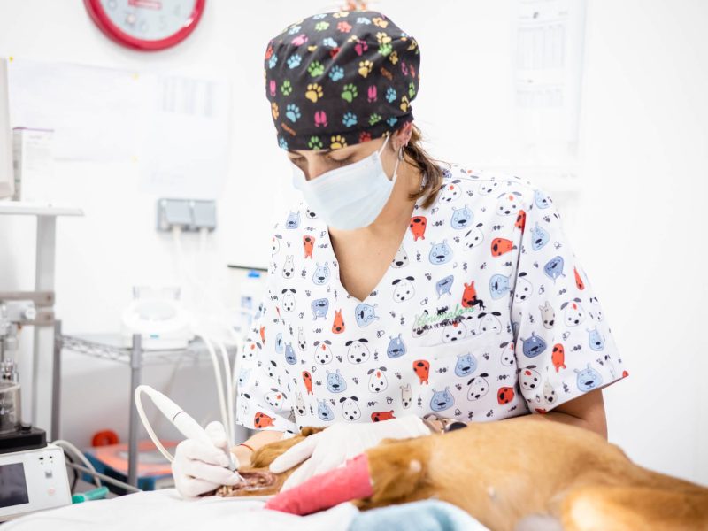 Animalons-servicios-dental-higiene Animalons-servicios-dental-higiene