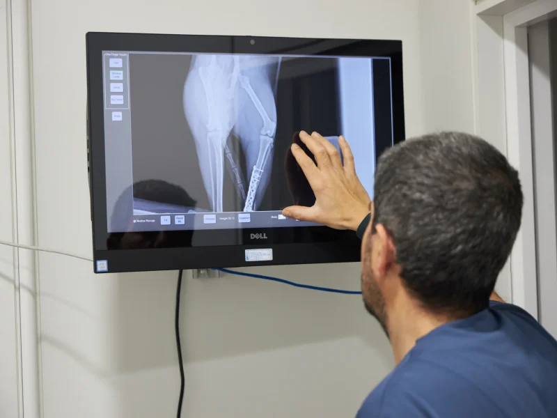 animalons-clinica-veterinaria-ulldecona34